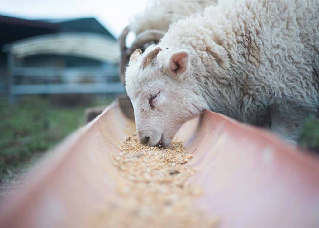 Animal nutrition - sheep feeding